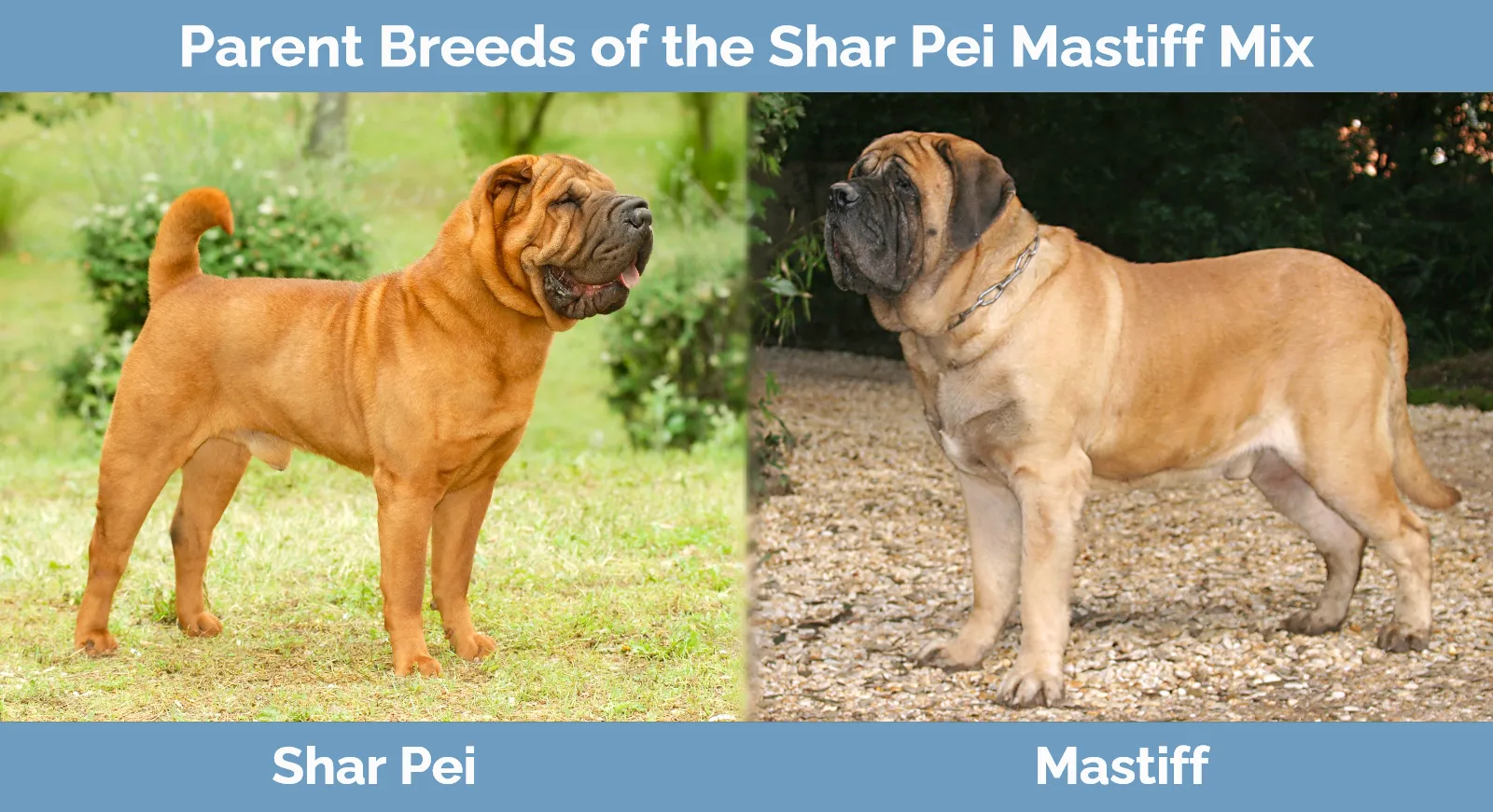 Parent breeds of the Shar Pei Mastiff Mix