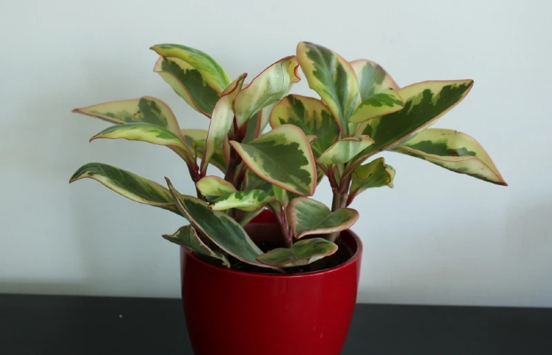 Peperomia ginny or peperomia tricolor plant in a red flower pot