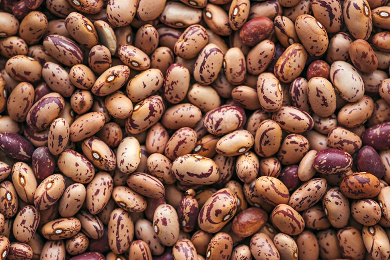 Pinto bean legume beans
