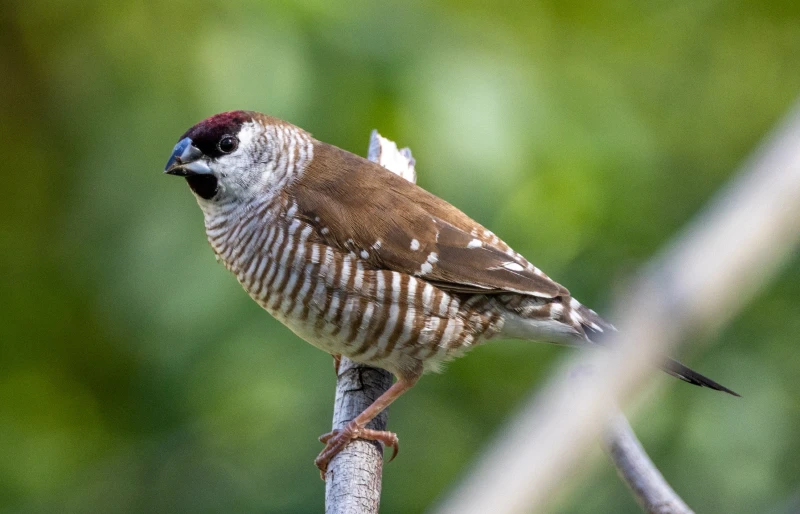Plum-headed Finch bird in Queensland Australia