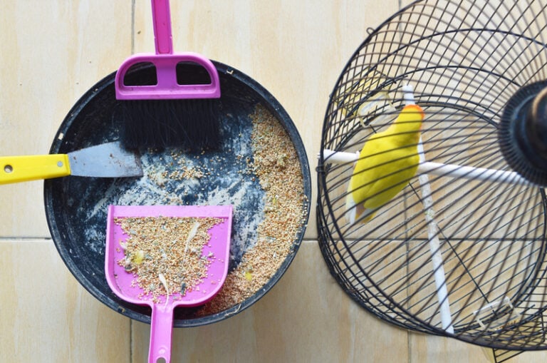 Illustration of Tips For Cleaning A Bird Cage Quickly