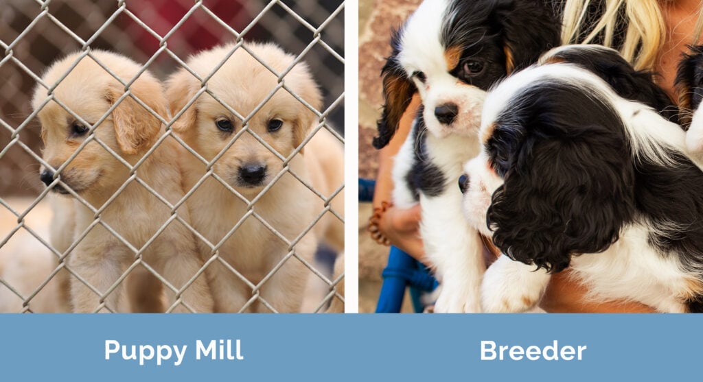 Puppy Mill vs Breeder side by side
