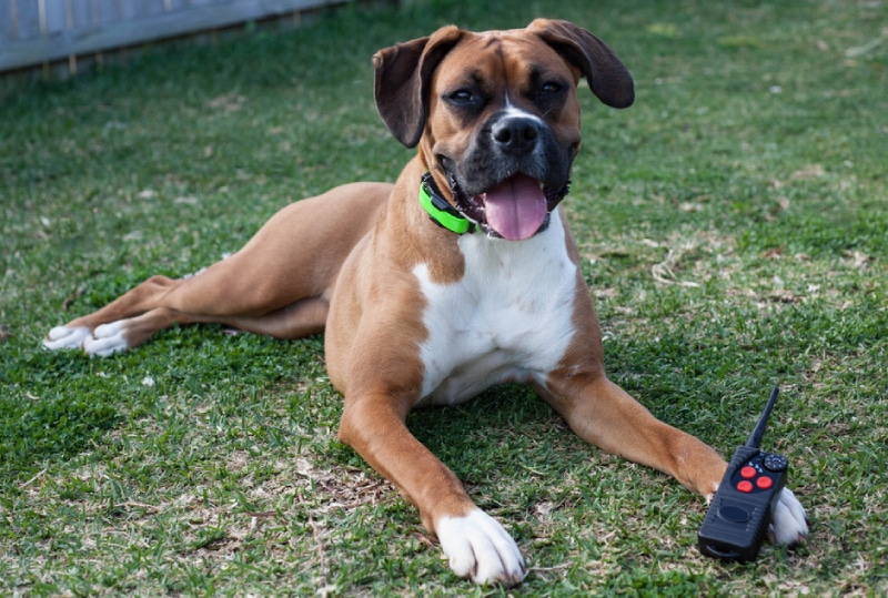 Pure bred Boxer dog wearing a remote collar remote training collar