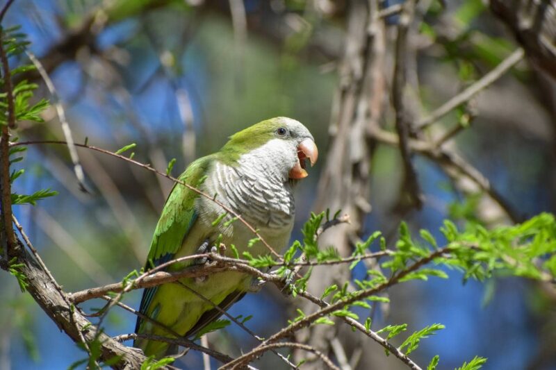 Quaker Parrot