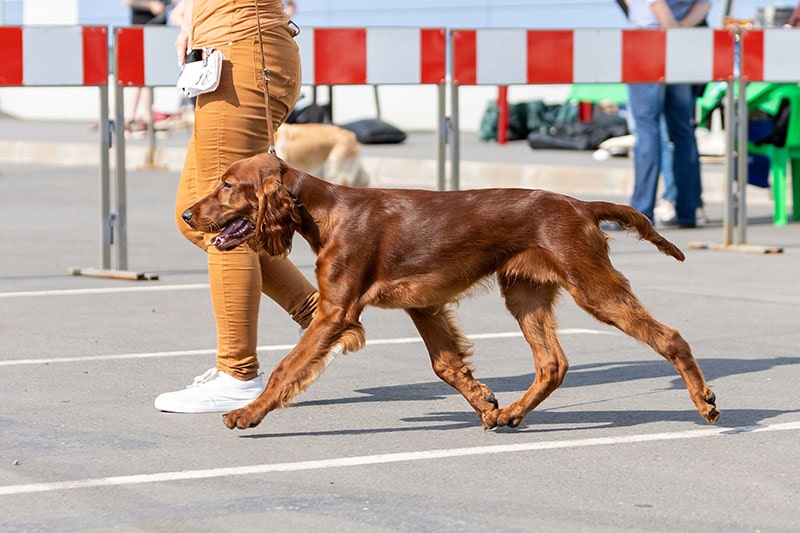 Red Irish Setter puppy at a dog show