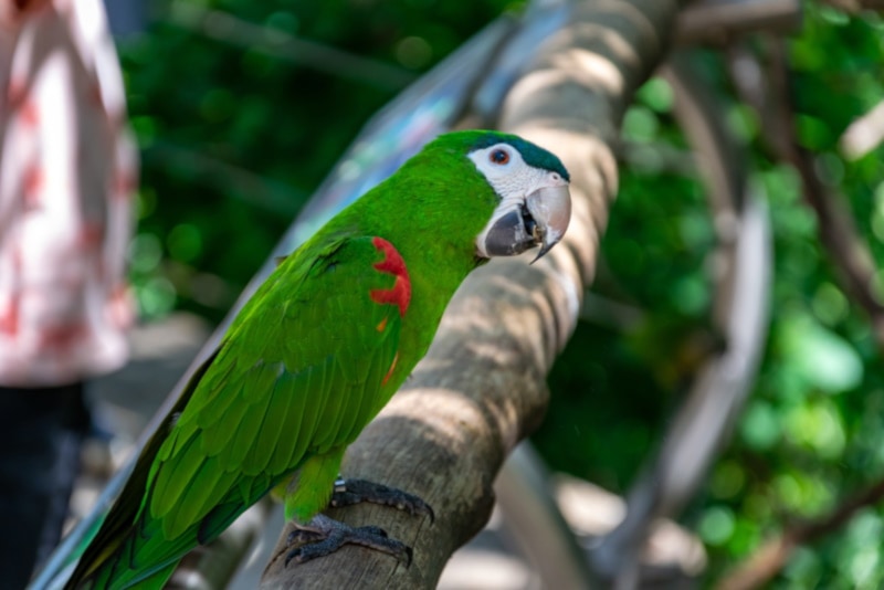 Red-shouldered Macaw