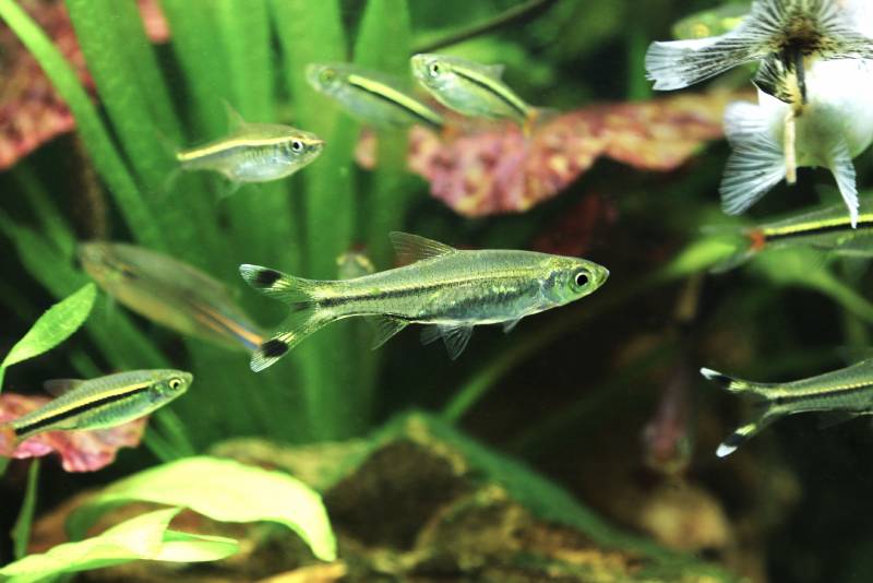 Scissortail Rasbora