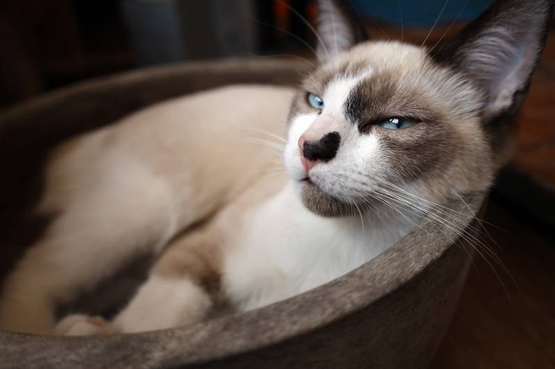 Seal Bicolour Snowshoe cat Kitten