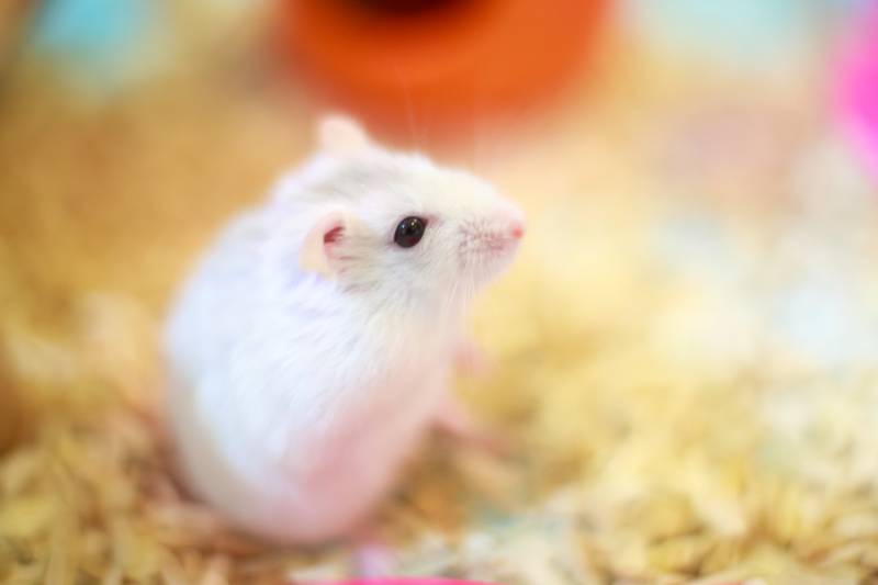 Selective focused Cute Exotic Winter White Dwarf Hamster standing