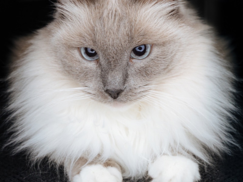 Snowshoe ragdoll cat portrait