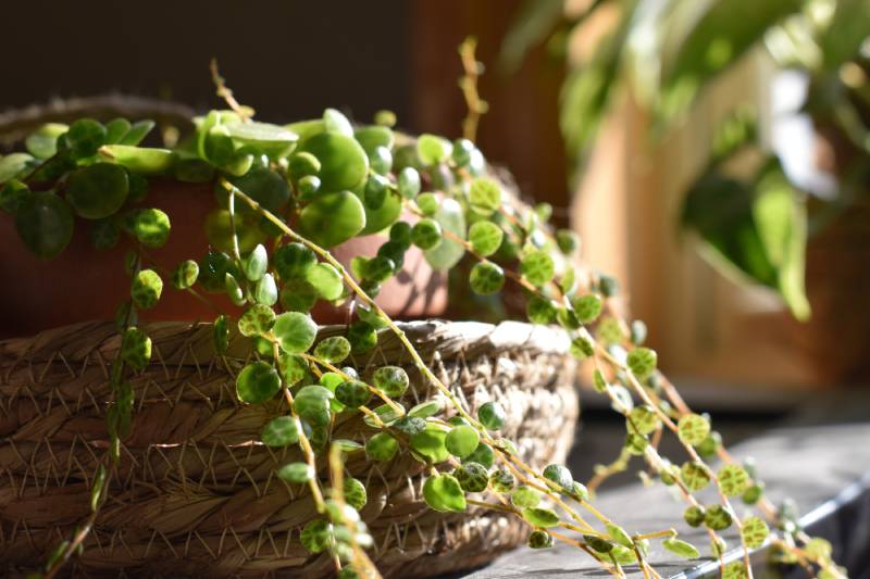 String of Turtles Plant in the Sunlight