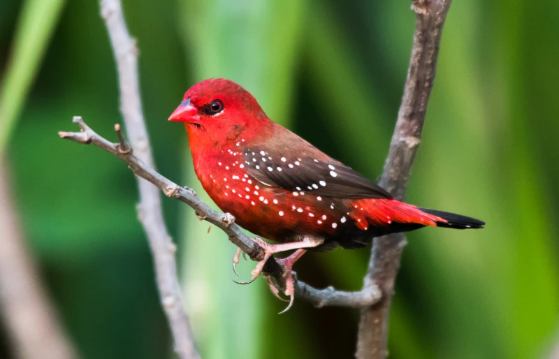 The Red Avadavat or Strawberry Finch (amandava amandava)