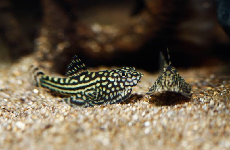 Tiger Hillstream or Reticulated hillstream Loach