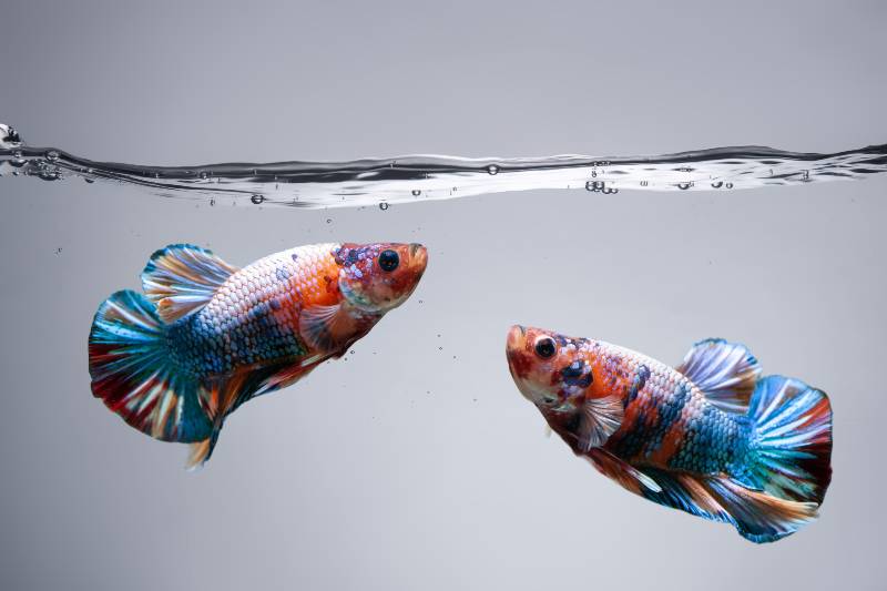 Two Betta fish fancy Siamese fighting fish in fish tank with clipping path