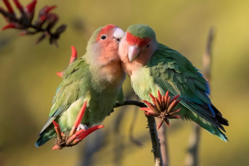 Two rosy-faced lovebirds