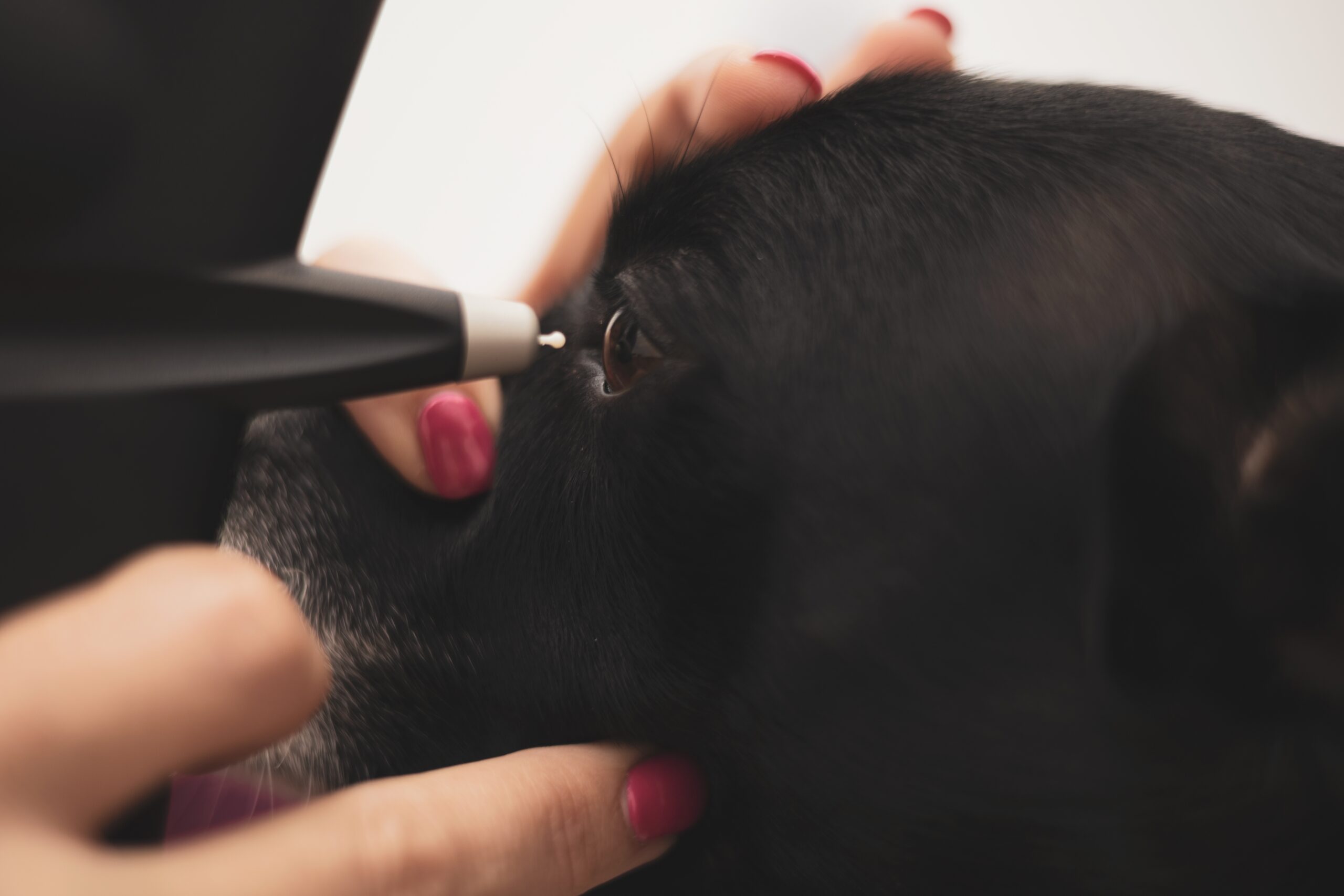 Close up vet checking dog eye pressure with tonometer tonovet