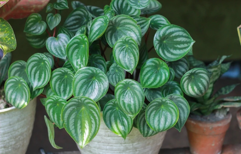 Watermelon Peperomia (Peperomia argyreia) plant in white pot