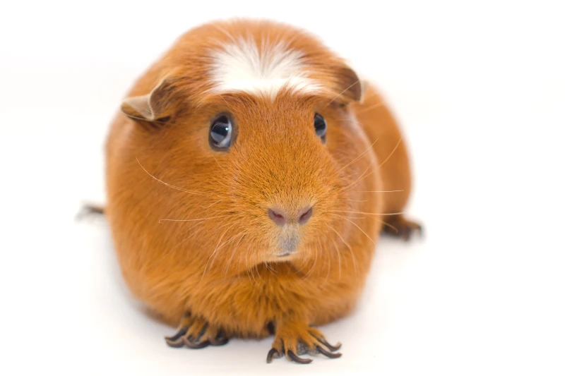 White Crested Guinea Pig on white background