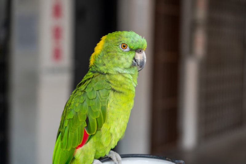 Yellow-naped Amazon parrot on a perch