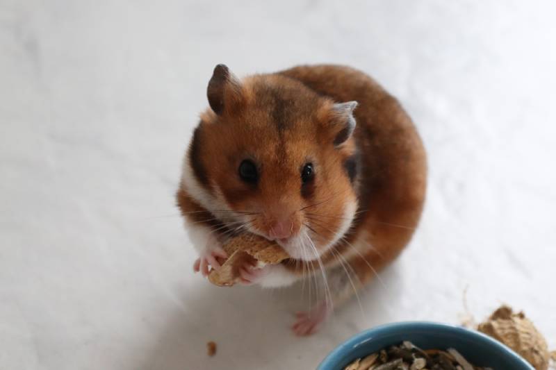 Young Syrian hamster eating peanuts