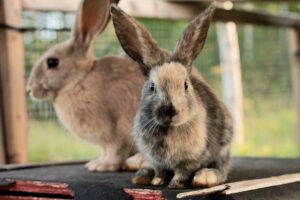 300 Rabbit Names: Adorable & Popular Choices for Your Bunny | Hepper ...