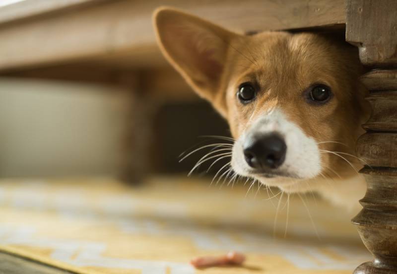 a scared dog hiding under furniture