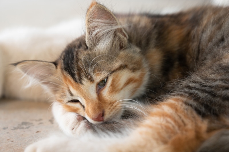 a sick or bored looking cat lying on the floor