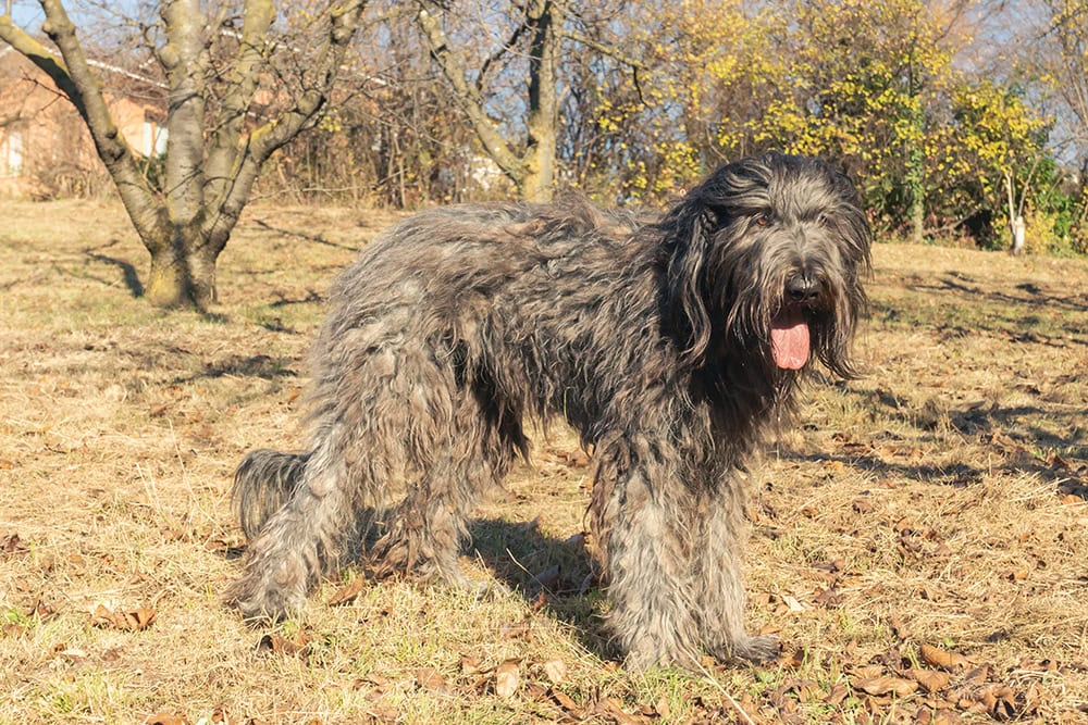 adult bergamasco dog outdoor