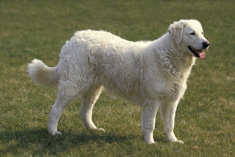 Adult Kuvasz Dog standing on the grass