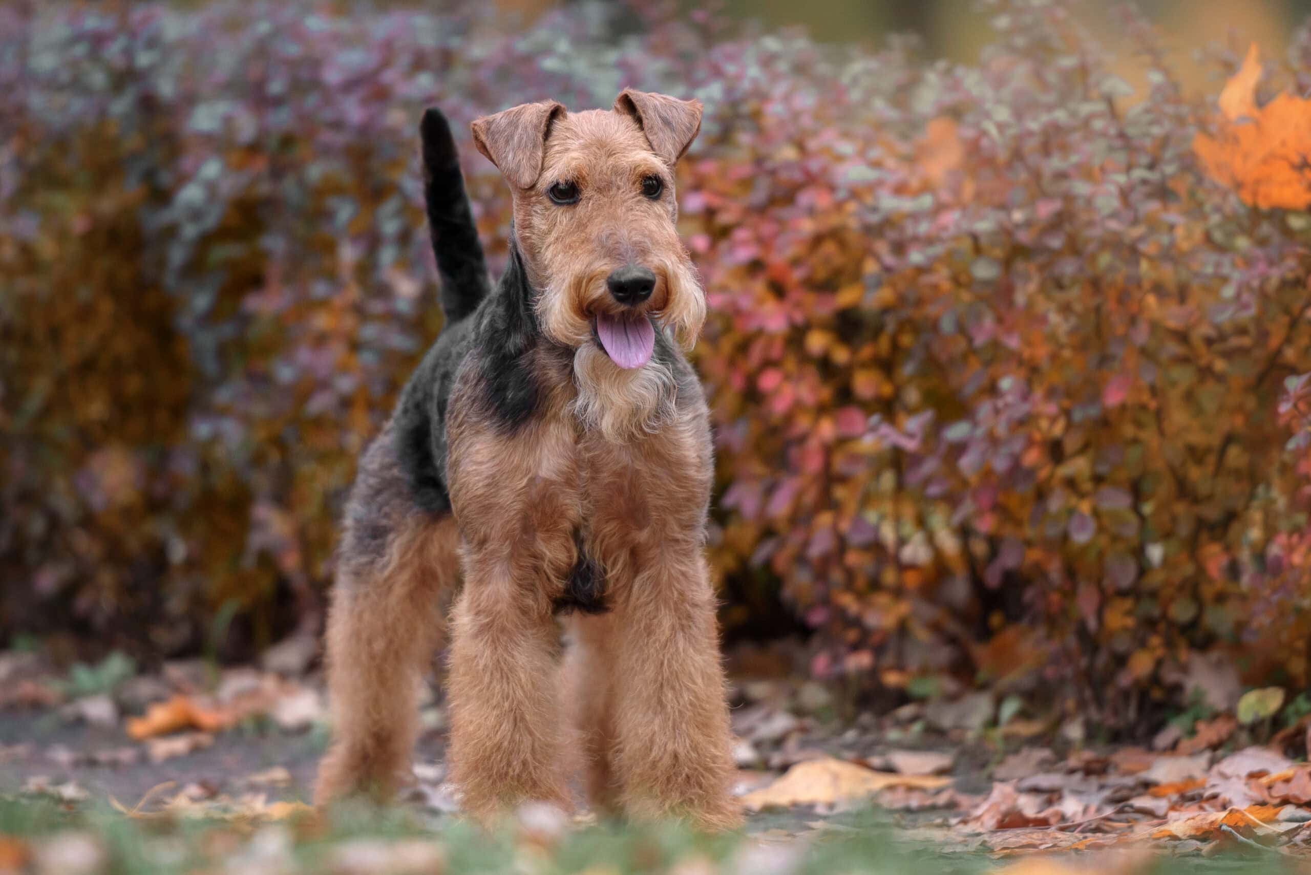 airedale terrier at the park