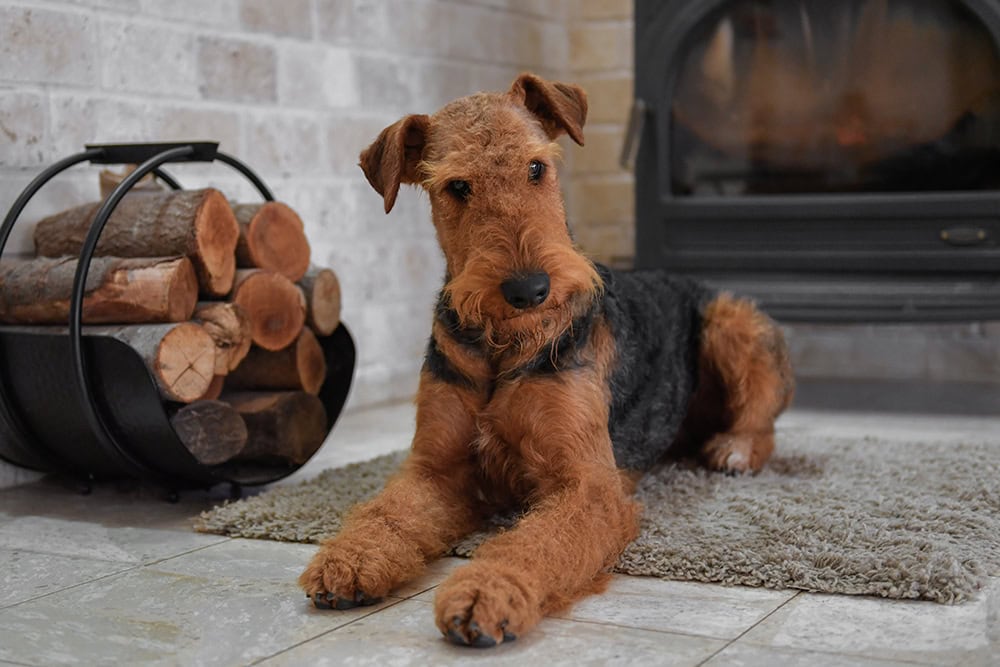 airedale terrier dog at home
