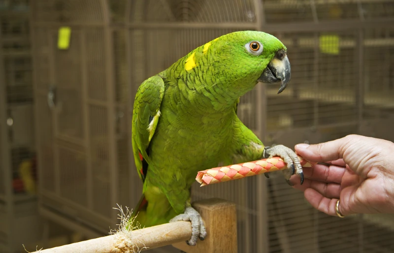 amazon parrot stepping up on a stick
