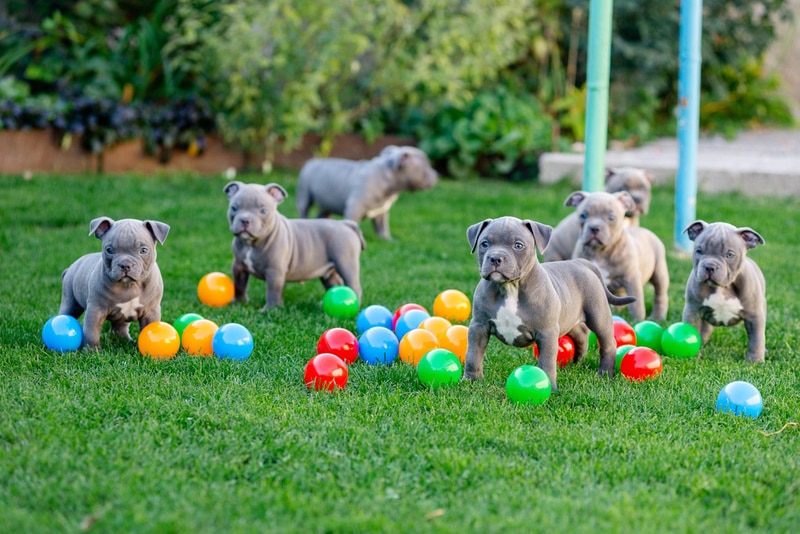 ameriacan bully puppies