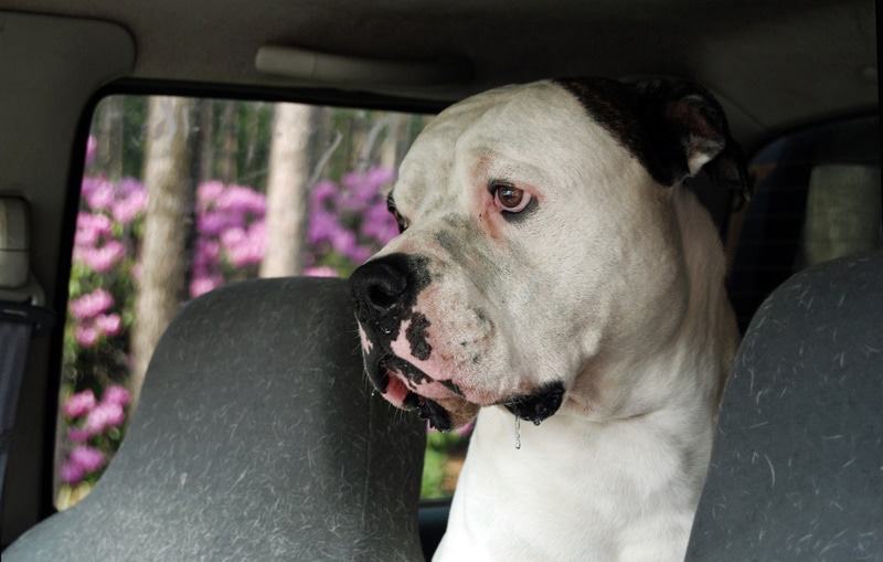 american bulldog drooling inside the car