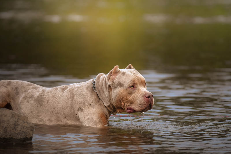 american bully XL dog going for a swim