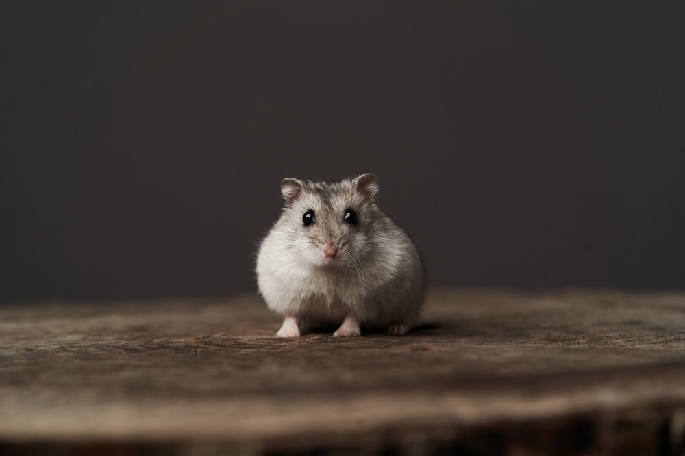 an isolated hamster