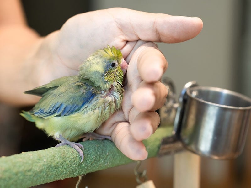 baby parrotlet bird training to perch on finger