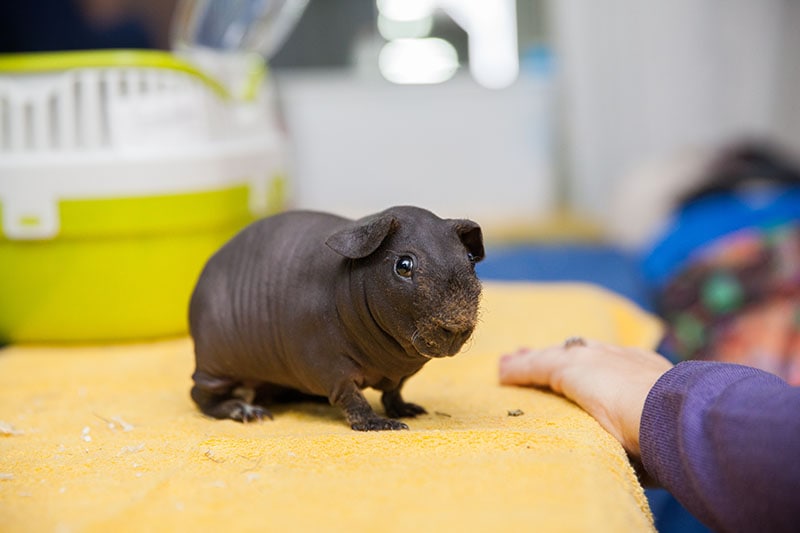 bald skinny guinea pig