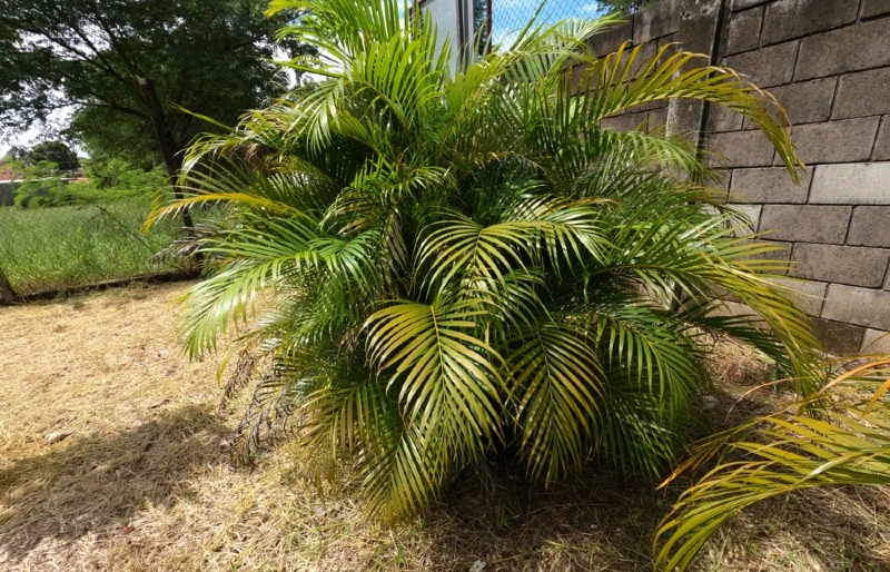 bamboo palm (chamaedorea seifrizii) planted outdoors