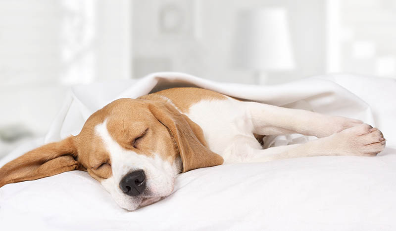 beagle dog sleeping in the bed covered with blanket