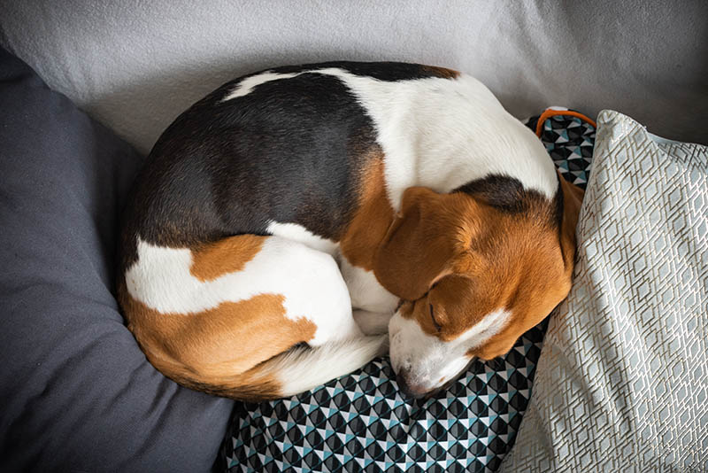 beagle sleeping in doughnut position