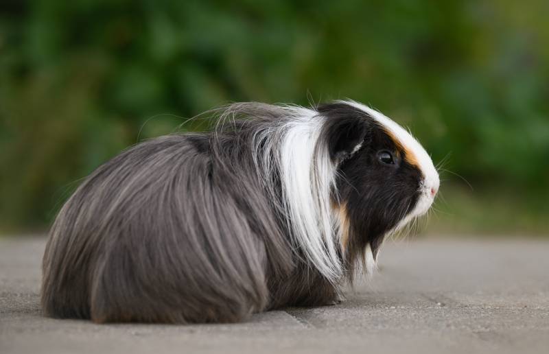 beautiful sheltie guinea pig portrait outdoors