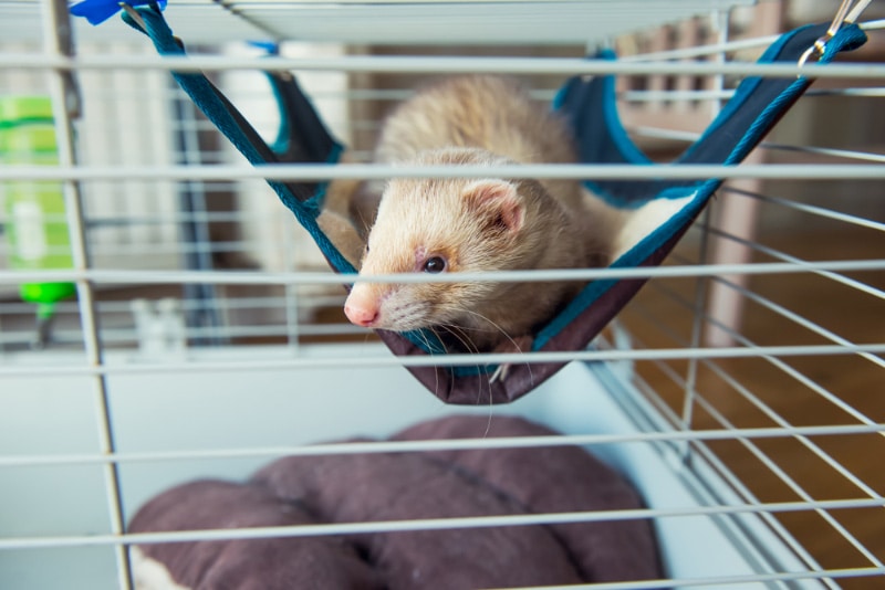 beige ferret resting on a hammock in its cage