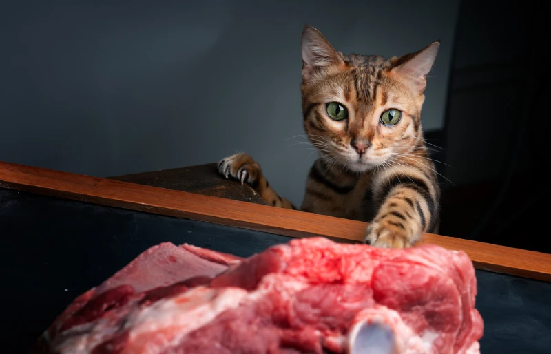 bengal cat trying to reach for raw lamb leg