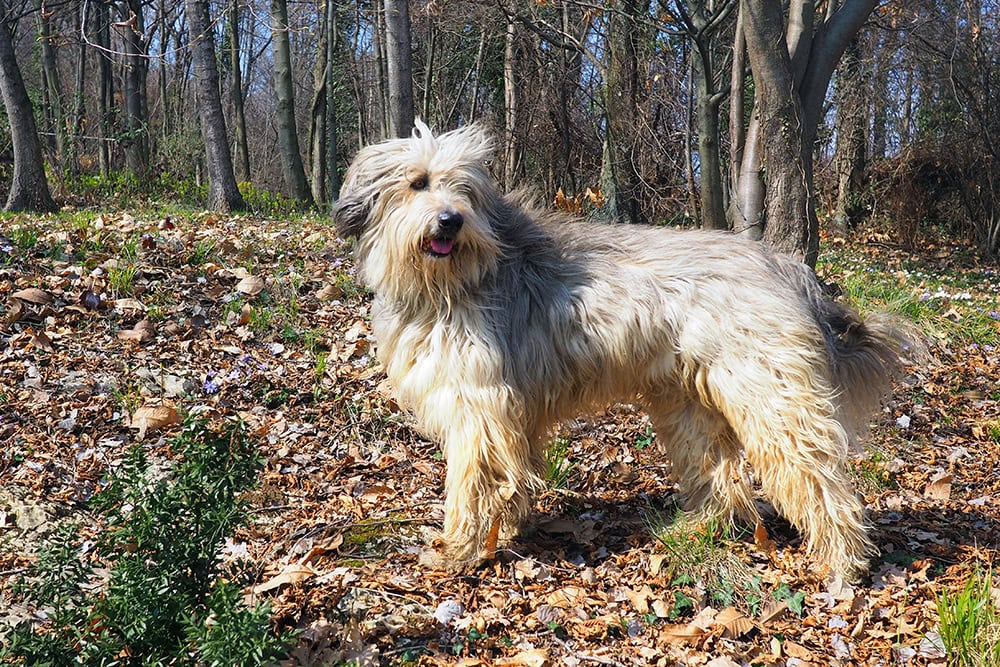 bergamasco dog in the woodland