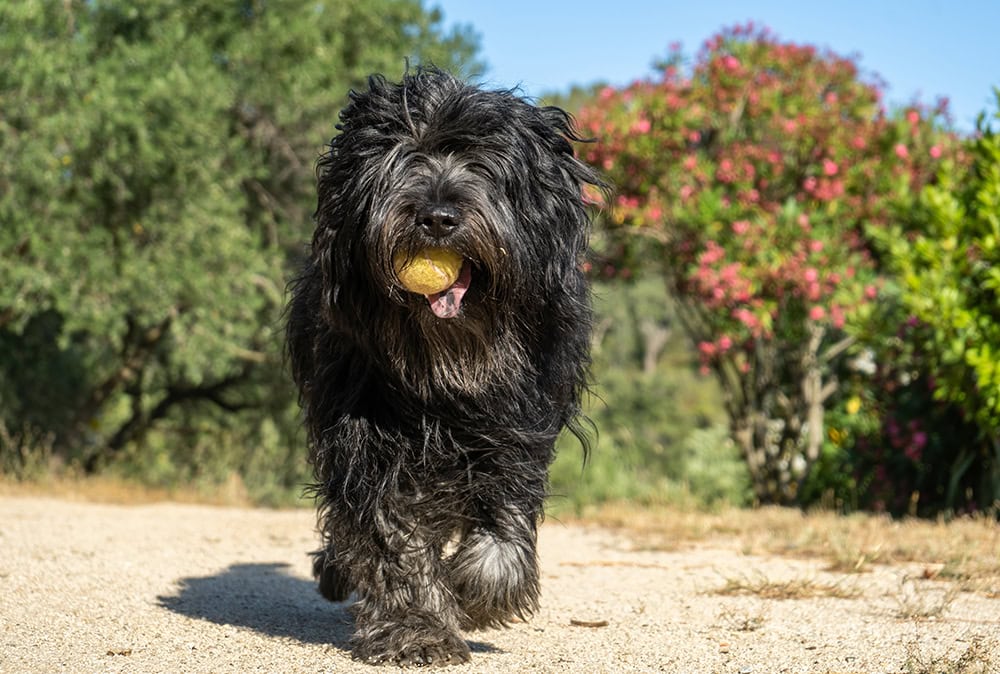bergamasco dog running with ball in the mouth