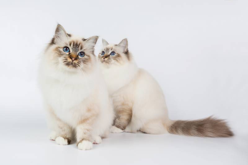 birman cats on white background