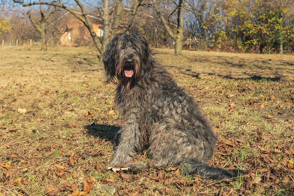 adult bergamasco dog outdoor