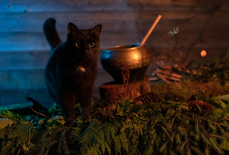 black cat with a witch's pot