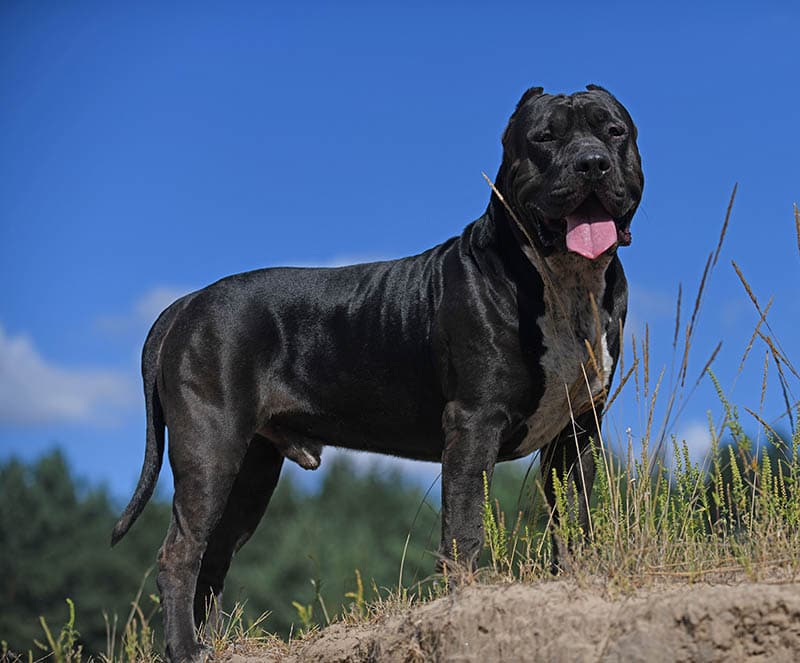 black male American bully xl dog